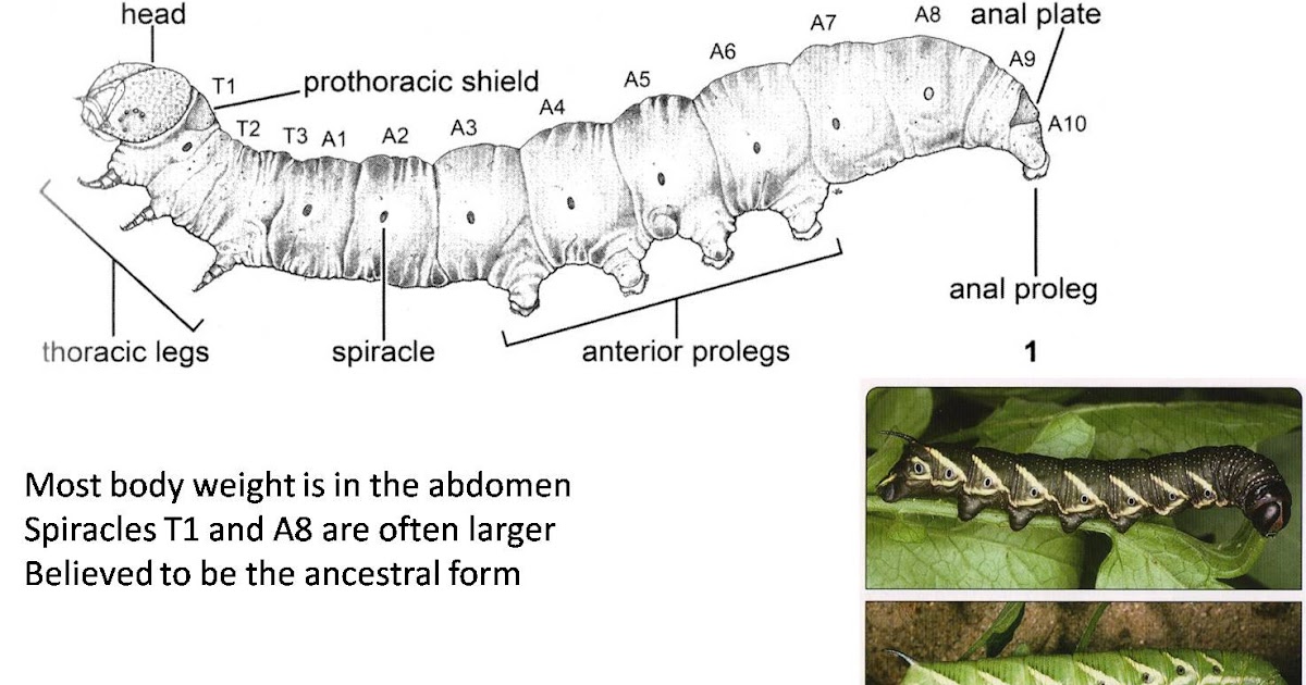 Morphing Morphology From Caterpillar to SoftBodied