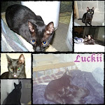 Luckii