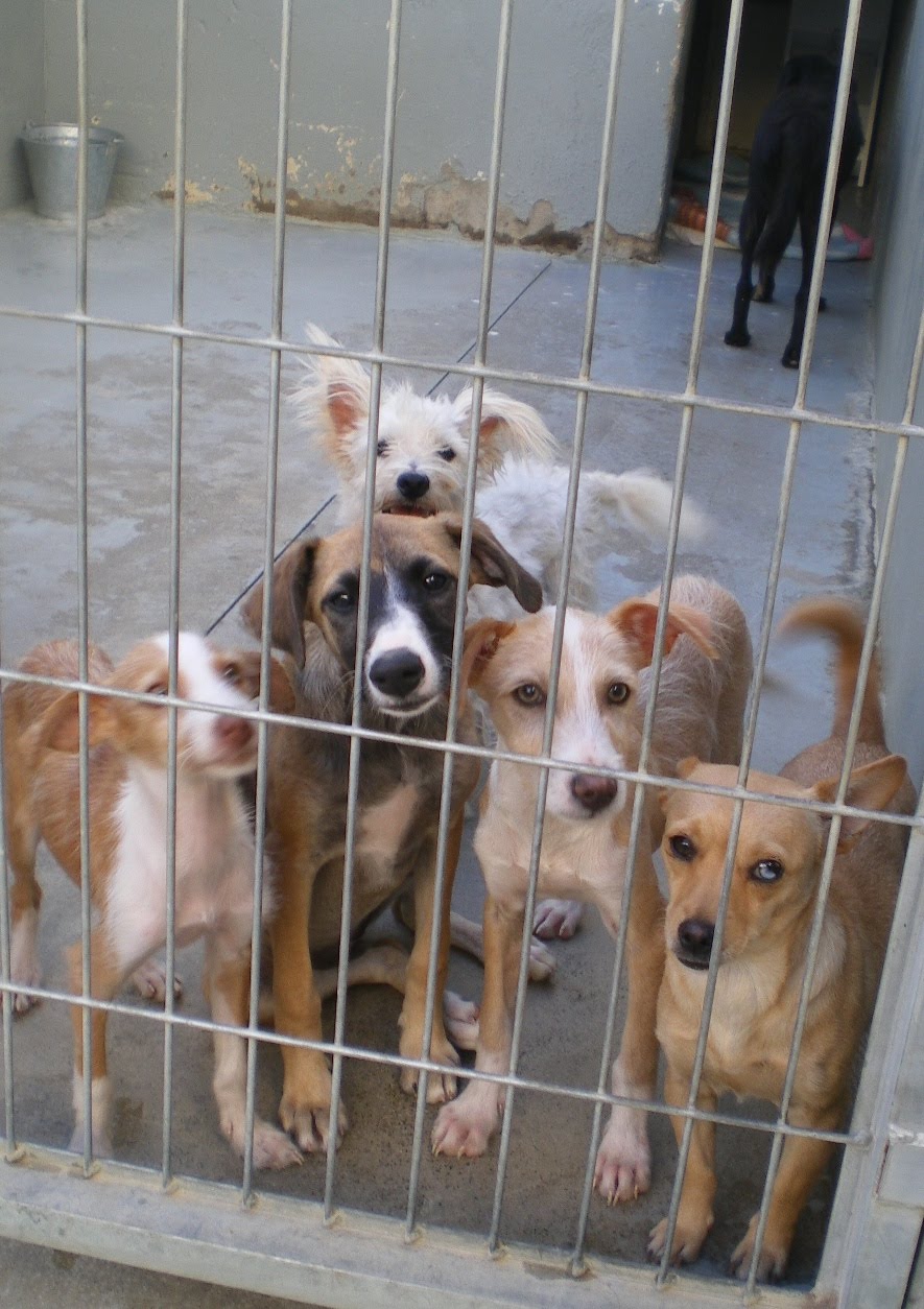 [greña+mafi++nitro+zuri.JPG]