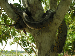 Brazilian Anaconda