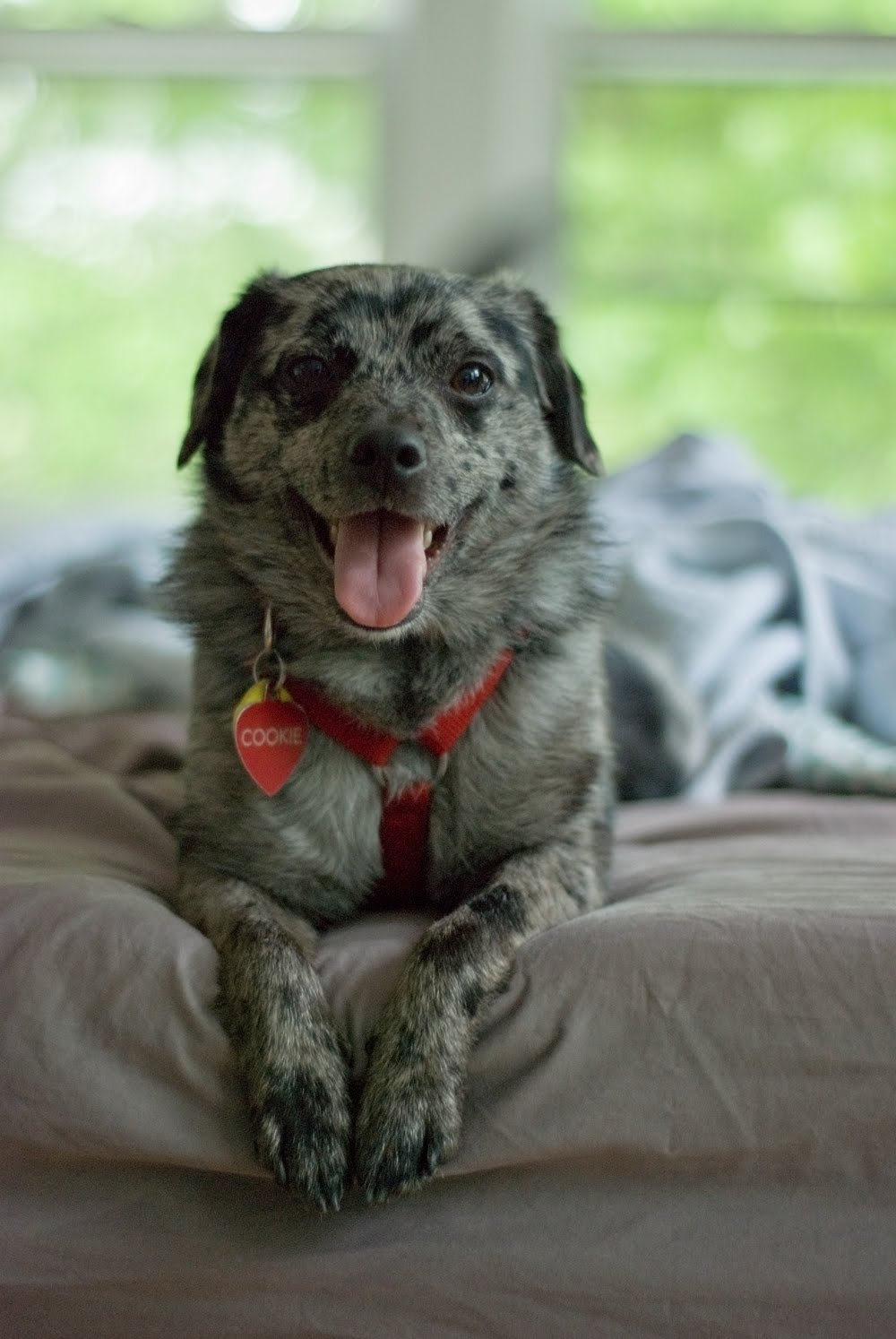 cute dog on bed