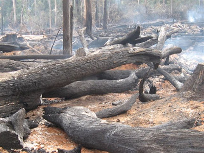 Effects Of Logging
