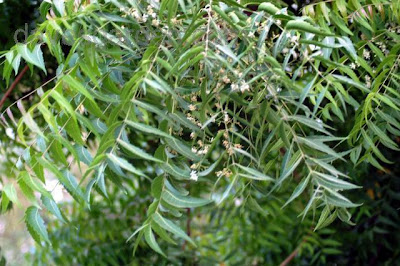 Neem Herb on Neem   Azadirachta Indica   Herbs Herbal Remedies