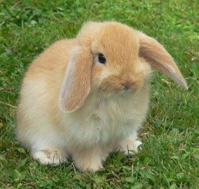 bunny2.jpg