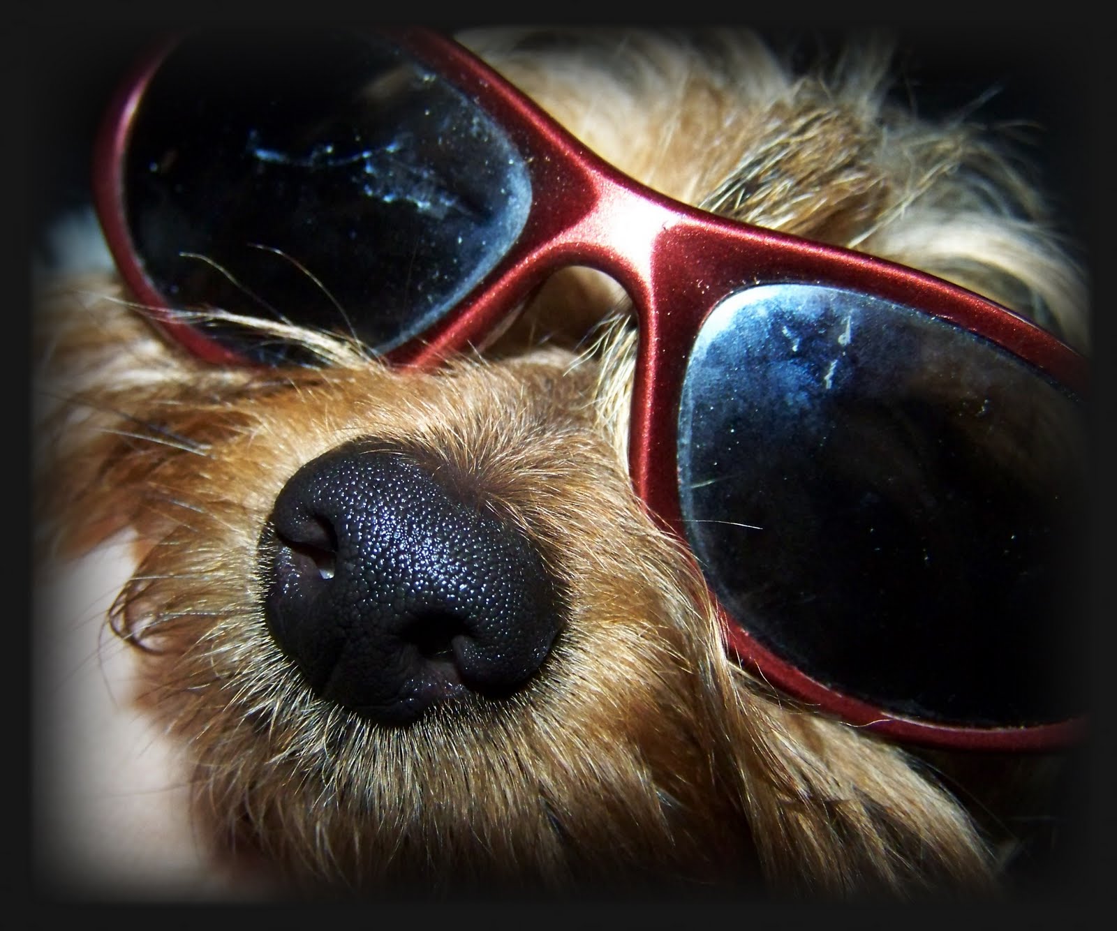 [Miley+in+shades.JPG]