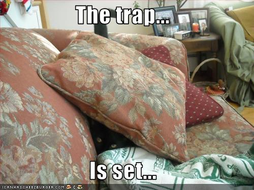 [funny-pictures-cat-has-set-a-trap.jpg]