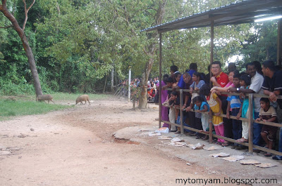 Lucky Wild Boars (Pigs) at Indian Temple in Taiping a new tourist attraction Wild+boars+%40+taiping_04