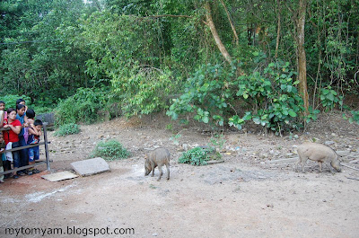 Lucky Wild Boars (Pigs) at Indian Temple in Taiping a new tourist attraction Wild+boars+%40+taiping_05
