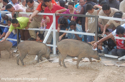 Lucky Wild Boars (Pigs) at Indian Temple in Taiping a new tourist attraction Wild+boars+%40+taiping_09