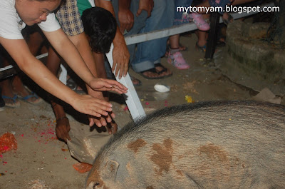 Lucky Wild Boars (Pigs) at Indian Temple in Taiping a new tourist attraction Wild+boars+%40+taiping_13