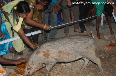 Lucky Wild Boars (Pigs) at Indian Temple in Taiping a new tourist attraction Wild+boars+%40+taiping_15
