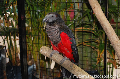 Pesquet Parrot