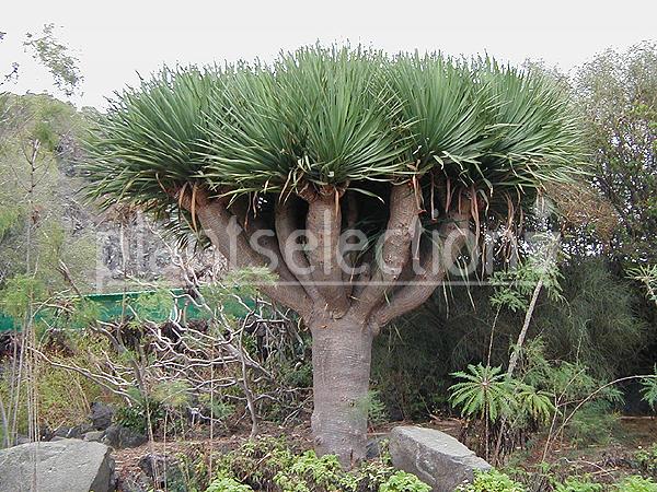 Dracena: una imagen atractiva