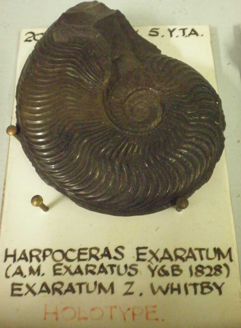 [Holotype-1.jpg]