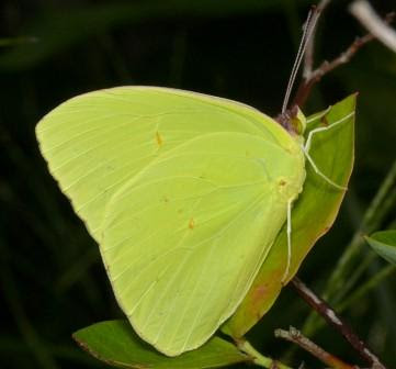 Cloudless Sulphur