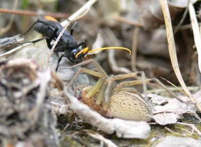 giant prehistoric spider