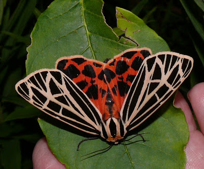 Virgin Tiger Moth
