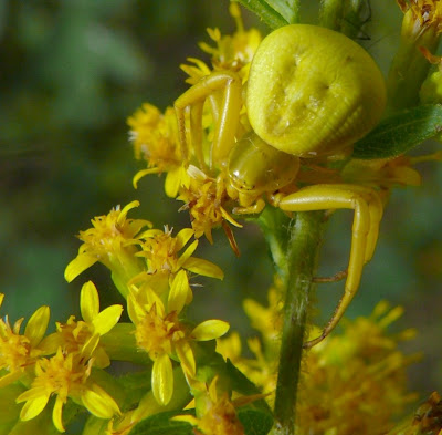 Ohio Birds and Biodiversity: Goldenrod Crab Spider