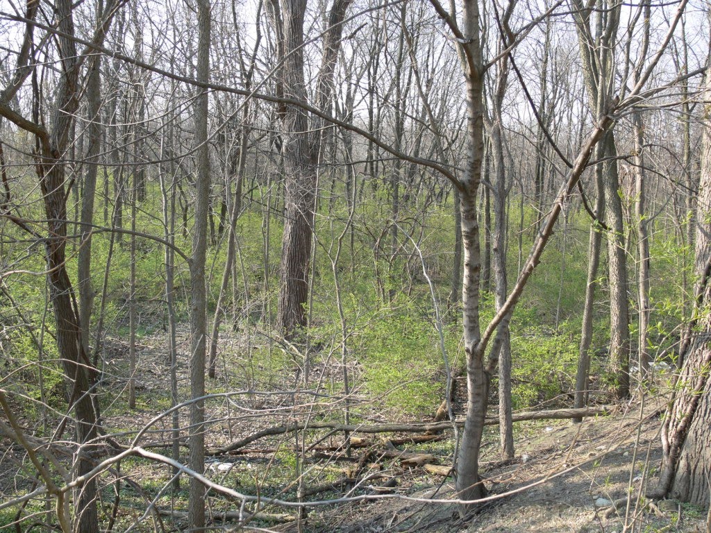understory of Ohio and an