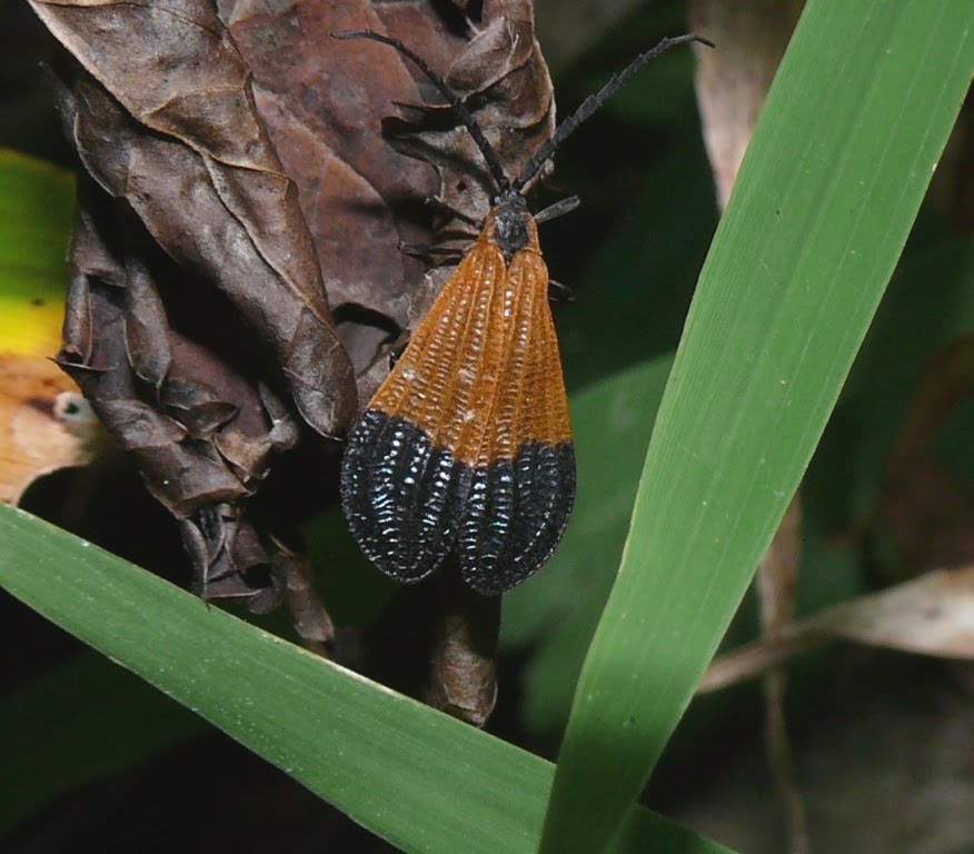 Ohio Birds and Biodiversity The amazing Netwinged Beetles