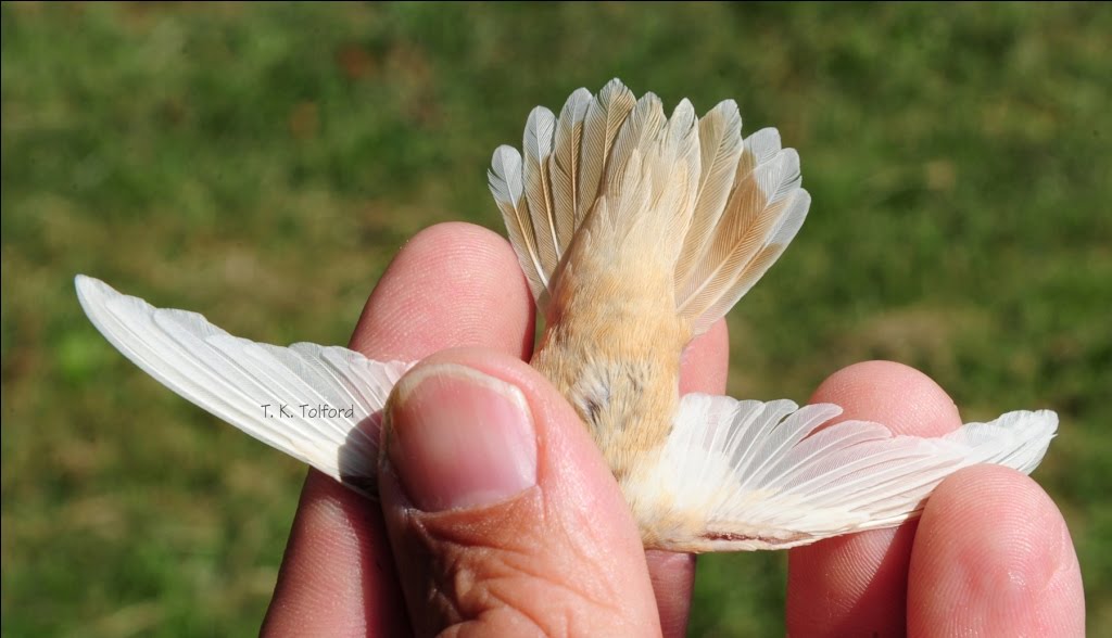 snowy hummingbird genetic disorders blog articles snowy hummingbird genetic disorders blog articles