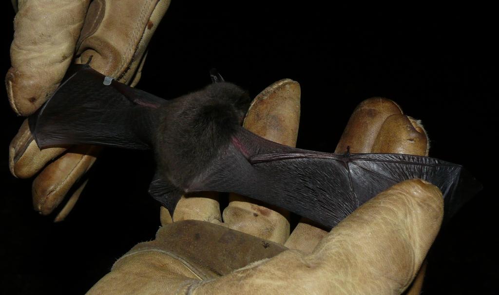Bats love a good waterway