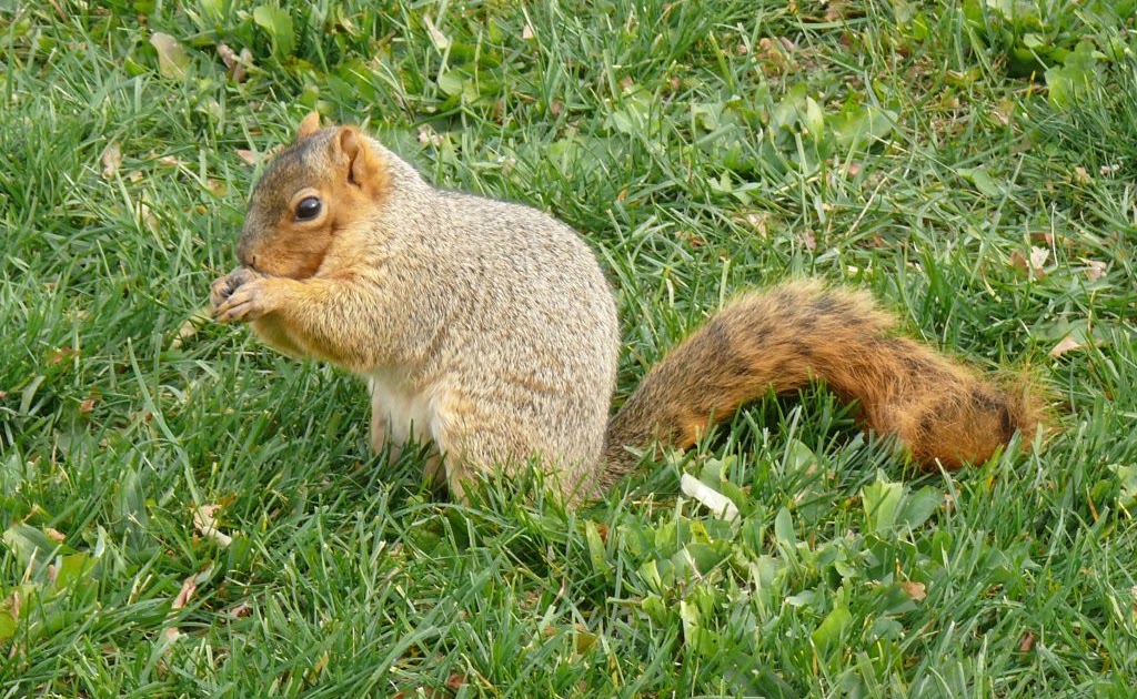 Ohio Birds and Biodiversity: Fox Squirrel