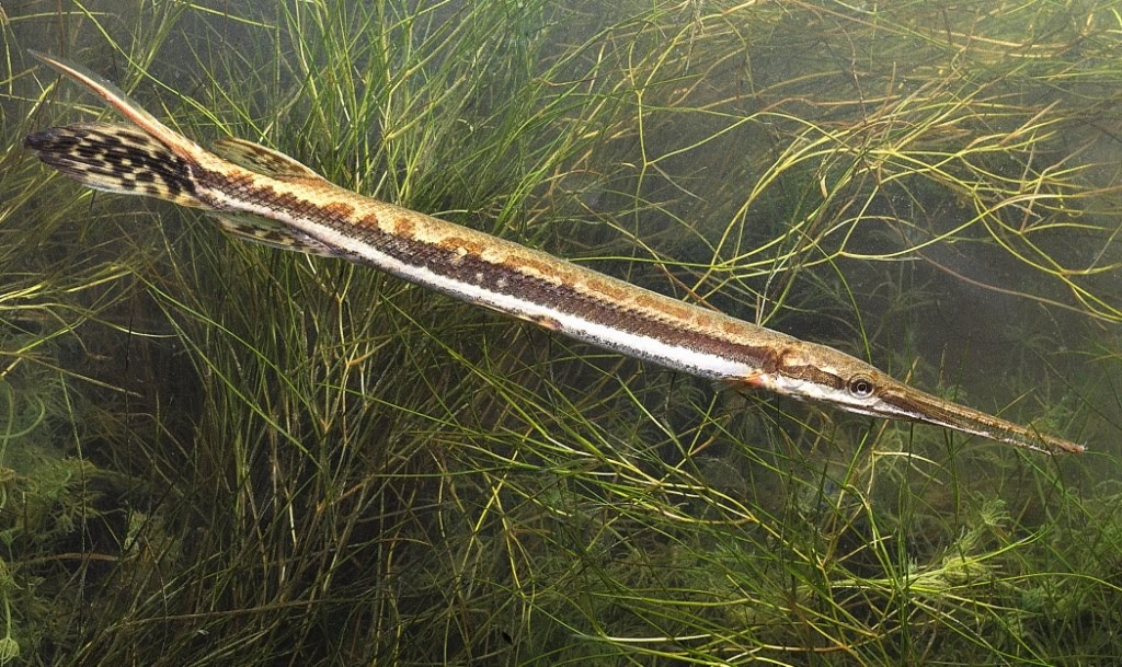 Longnose Gar Ohio Birds and Biodiversity