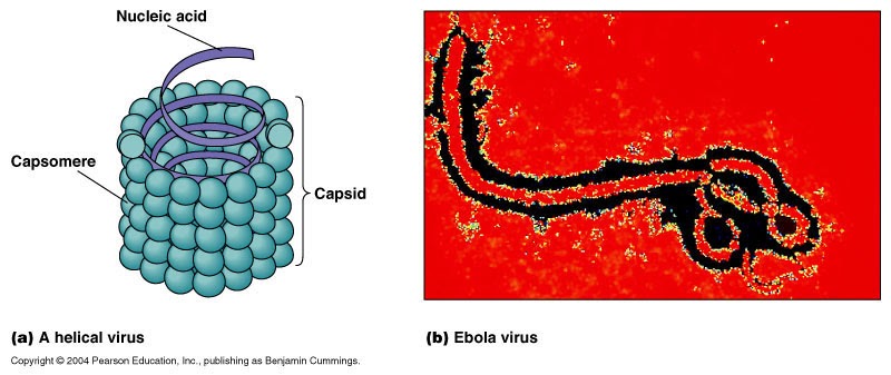  VIRUS struktur virus
