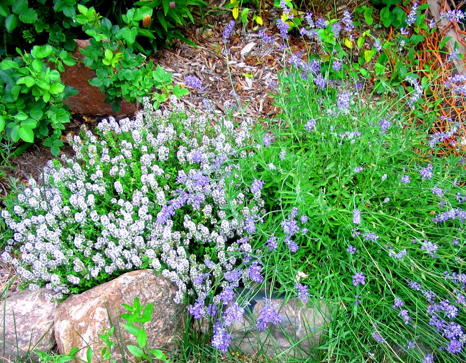 According to Lia July 2010