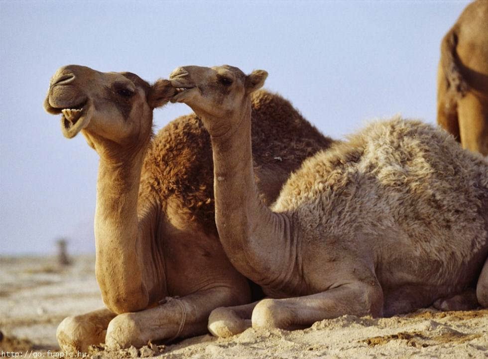 [camel+love.jpg]
