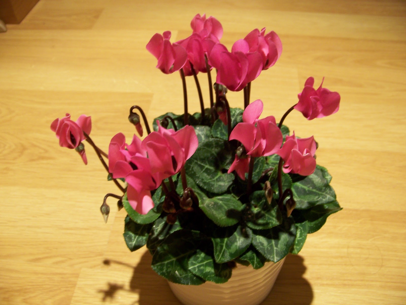 Plantas de invierno el ciclamen Plantas y Flores