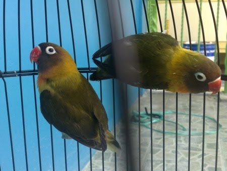 TASYA LOVEBIRD: OLIVE Kepala Hitam