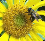 great sunflower project