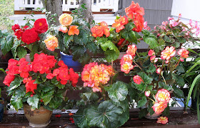 begonias in the shade