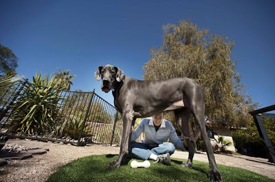 World's tallest dog