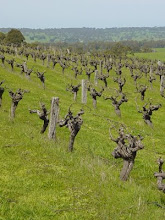 South eastern view from the vineyard