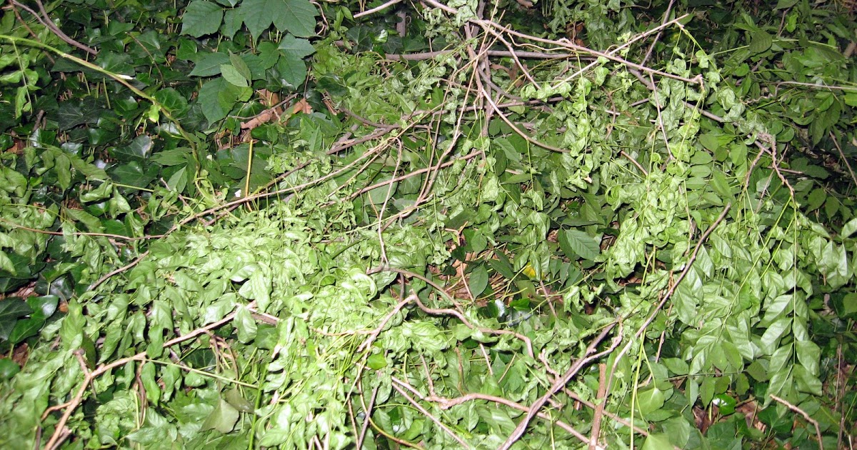 Invasive Plants in Arlington Dead Wisteria; Alive Poison Ivy