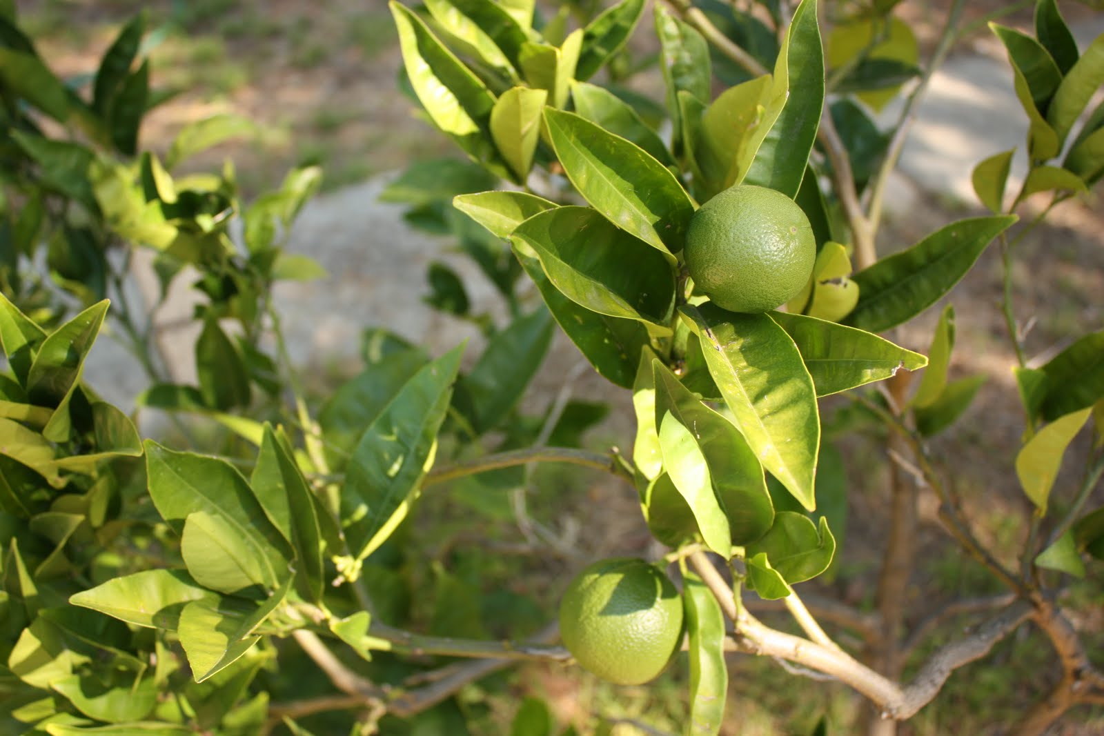 [IMG_4028[1]]