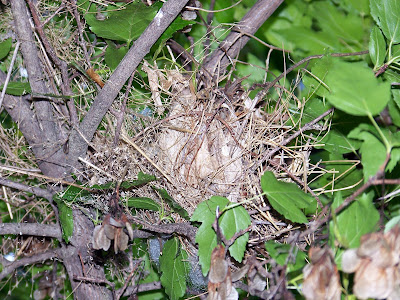 Cardinal Baby