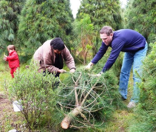 [tn_wrapping+tree.JPG]