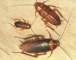 [roaches.bmp]