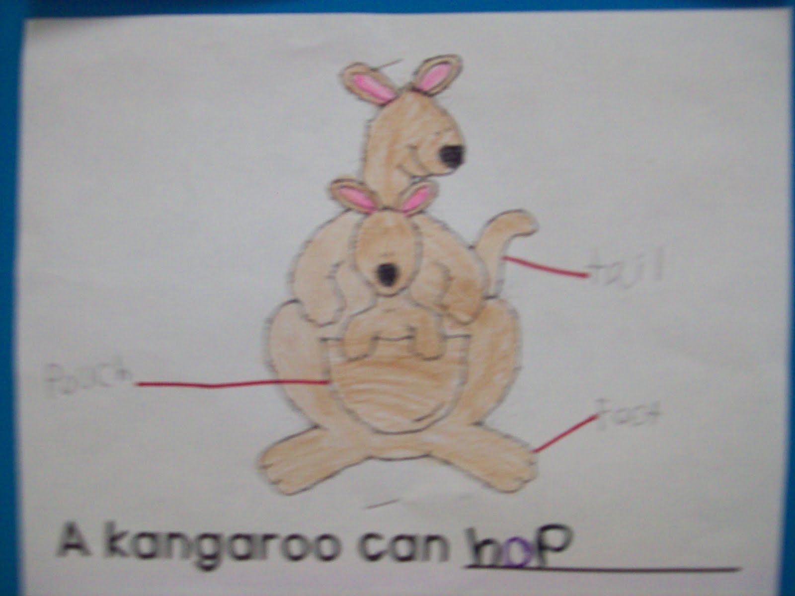 Kindergarten Chronicles: A Kindergarten Blog...: Animal Characteristics