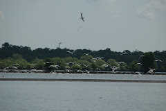 burung migran