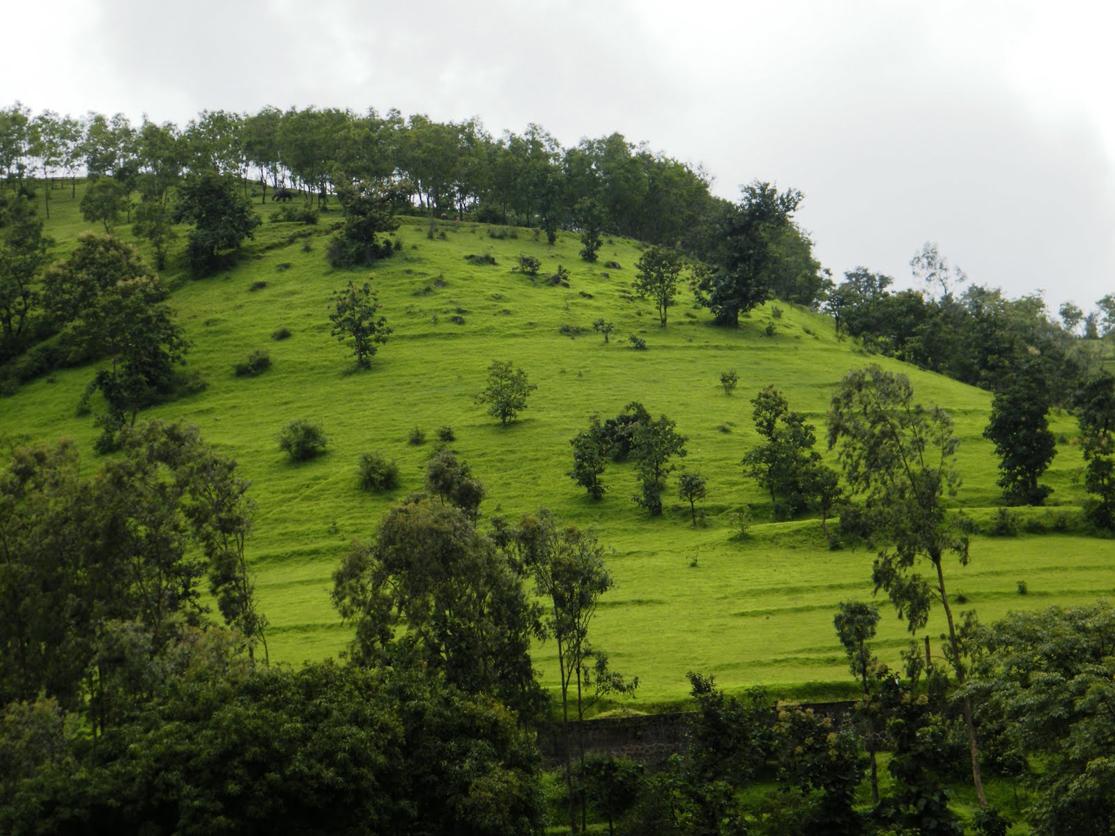 [Green+Landscapes-+Western+Ghats.jpg]