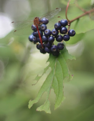 Dogwood+berries
