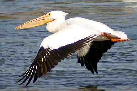 Kiliws Blog: White pelican