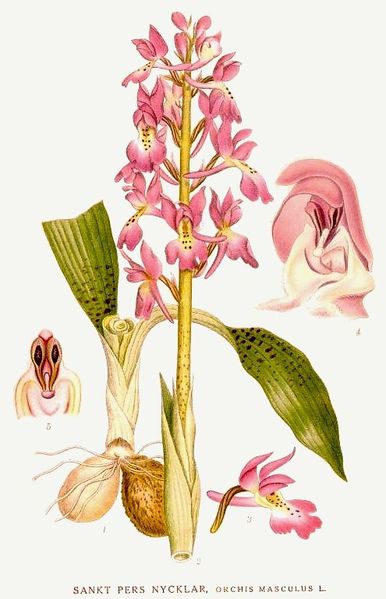 [386px-Orchis_mascula_Nordens_Flora_401.jpg]