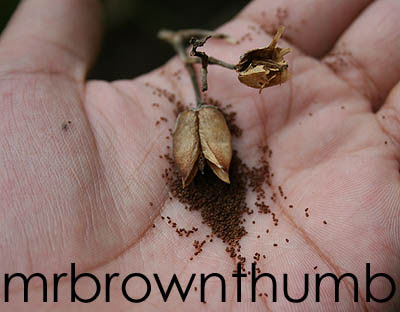 Nicotiana tabacum seeds, Tabacco Seeds
