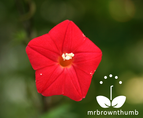 Details about SEEDS Cardinal Climber Ipomoea Sloteri Cypress Vine Details about SEEDS Cardinal Climber Ipomoea Sloteri Cypress Vine